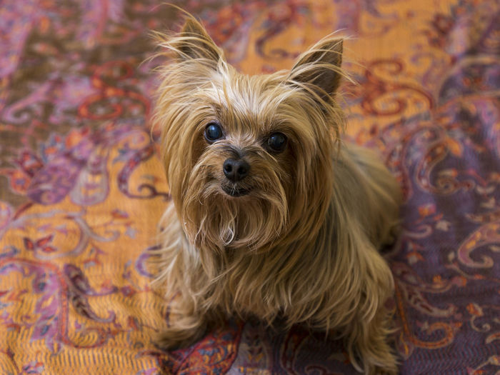 High angle view of tiny yorkshire terrier sitting on paisley throw looking up staring intently