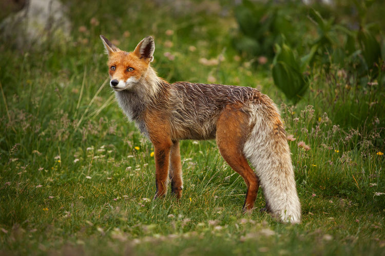 Portrait of fox on field