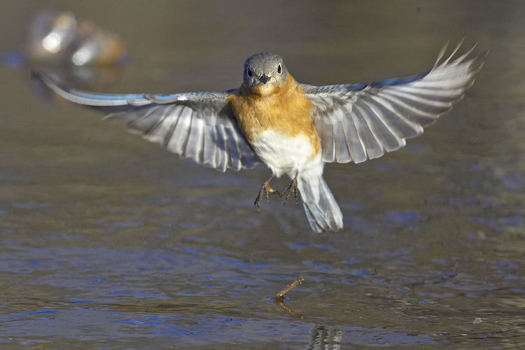 Close-up of female eastern bluebird flying over water