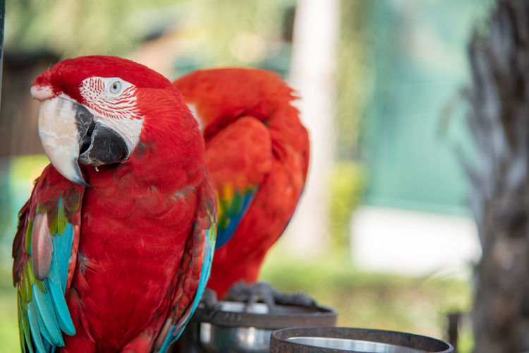 Close-up of parrot