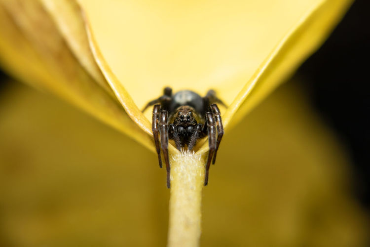 A little black spider sits on a yellow lief