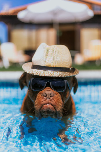 Funny big brown dog in straw hat and sunglasses looking at camera while swimming in pool