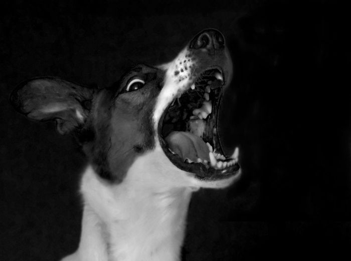 Close-up of dog yawning