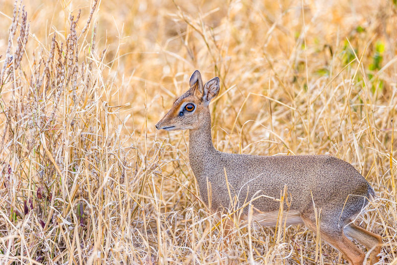 Portrait of roe deer on grass