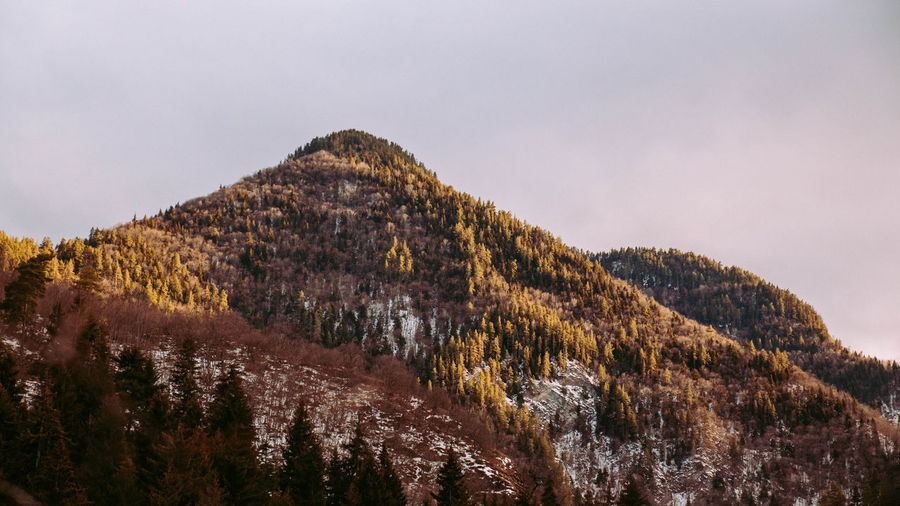 Low angle view of trees on mountain against sky