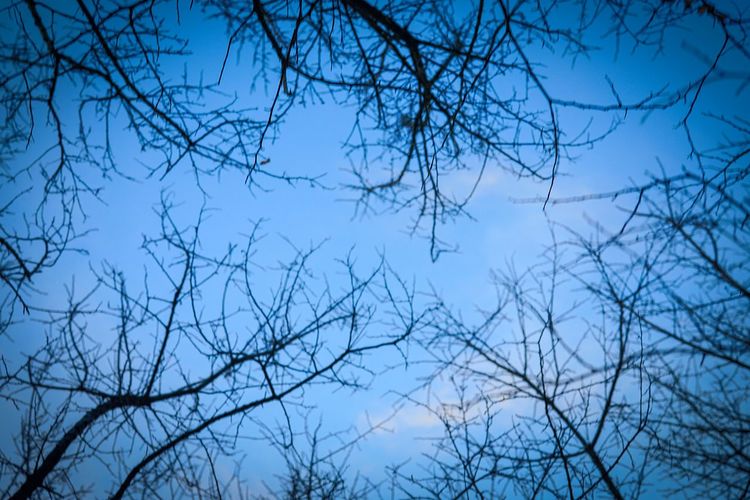 Low angle view of bare trees against blue sky