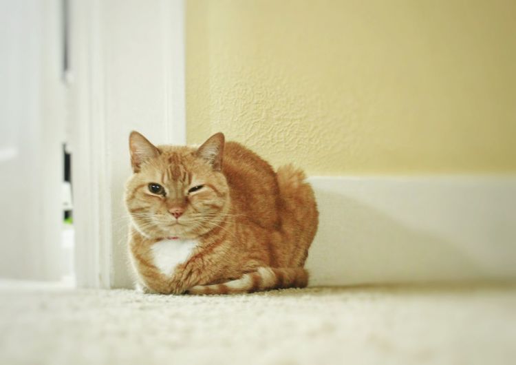 Portrait of cat on floor