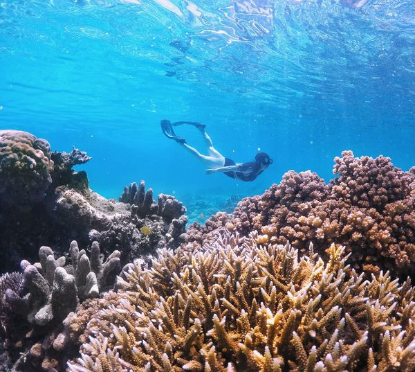 Woman snorkeling over coral reef undersea