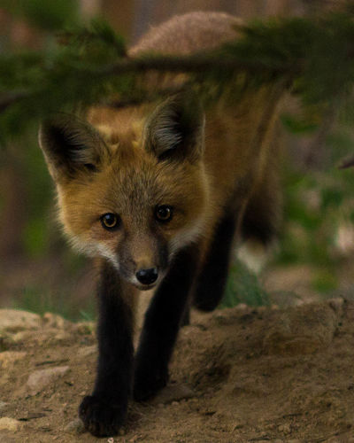 Close-up of young fox looking at camera