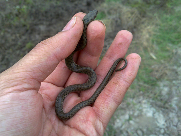 Hand of person holding small snake