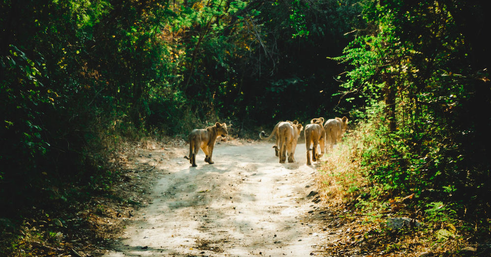 Group of lion cubs walking in the forest