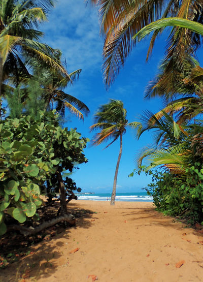Palm trees on paradise beach against blue sky, puerto rico