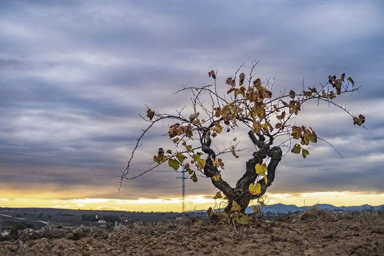 Wine landscape in the subirats region in penedes in barcelona province in catalonia spain