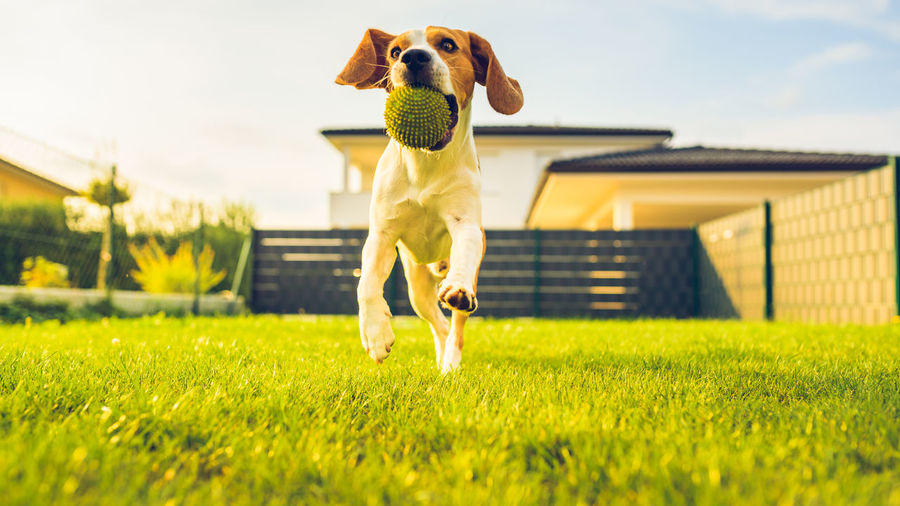 Dog with ball playing in yard