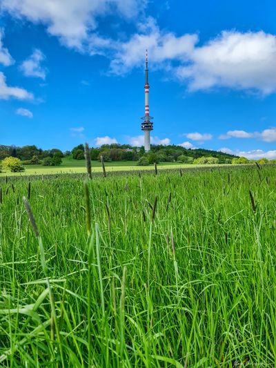 Scenic view of agricultural field against sky