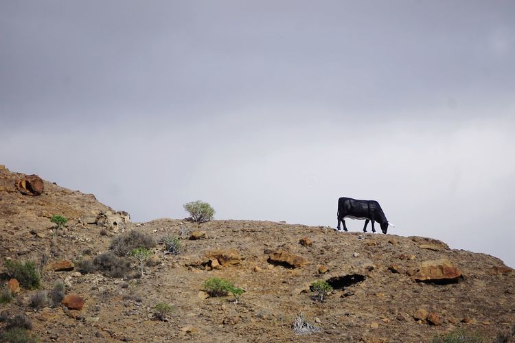 Low angle view of horse standing on rock against sky
