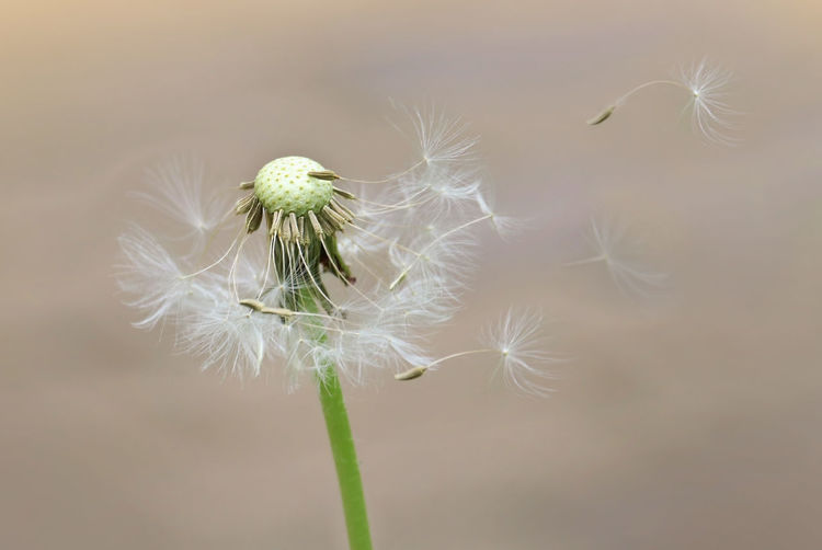 Close-up of dandelion on plant