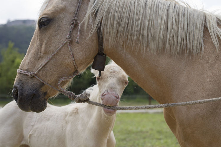 Cremello foal or albino is biting a rope