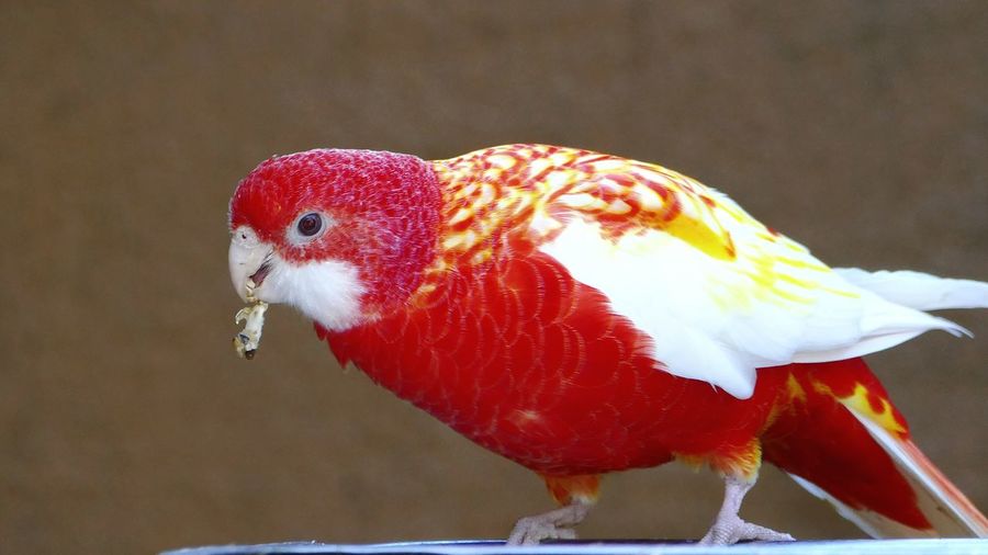 Close-up of bird perching on red