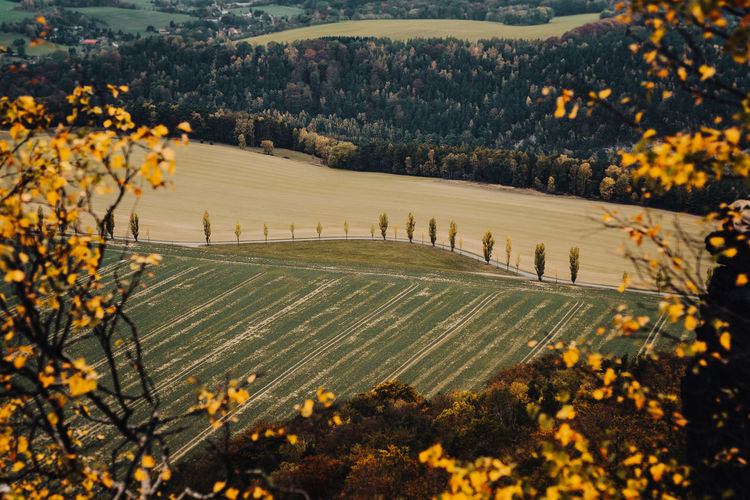 High angle view of trees on field during autumn