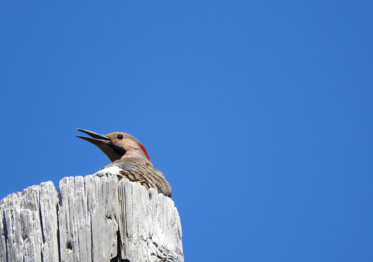 Bird perching on wooden post against clear blue sky