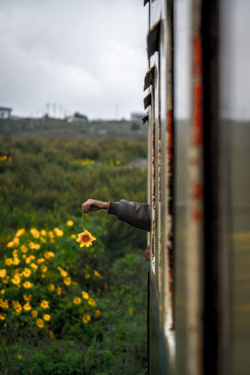 Cropped image hand holding flower through train window