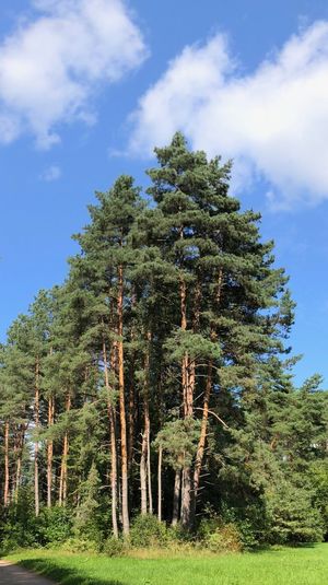 Pine trees on field against sky