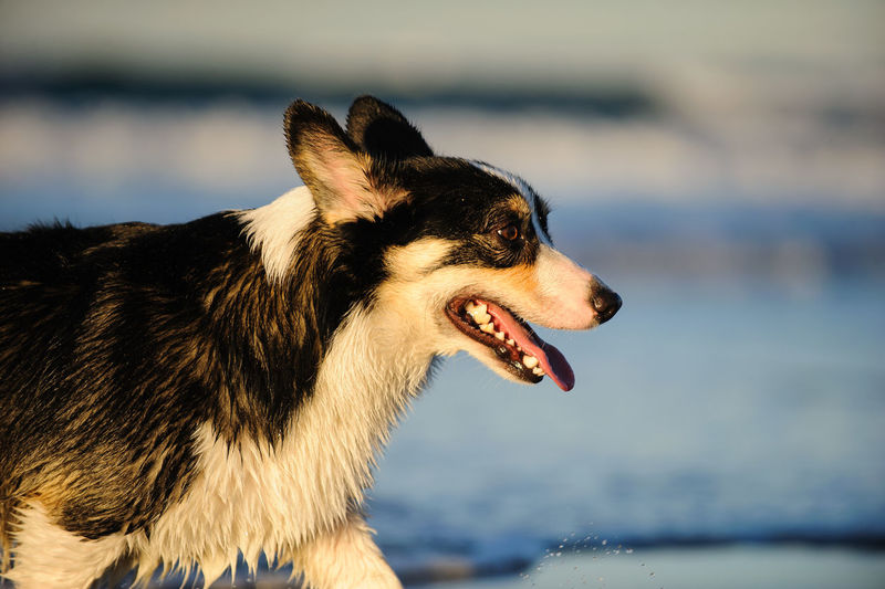 Close-up of dog by sea