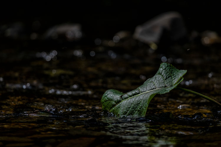 Close-up of leaf in water at night