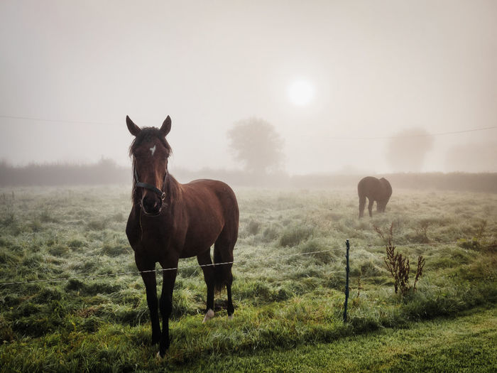 Misty Morning ๐ซ and some horses Agriculture Animal Outdoors Field Mammal Rural Scene Nature Domestic Animals Animal Themes Grass Silhouette Fog Tree Livestock Landscape Day No People Beauty In Nature Sky Ireland Horses Horse Fresh On Market 2017