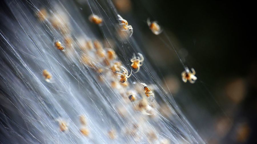 Close-up of spiders on web