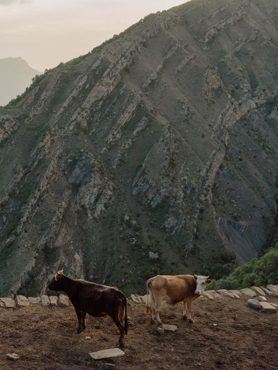 Goats on mountain