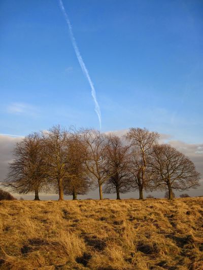 Trees on field against sky