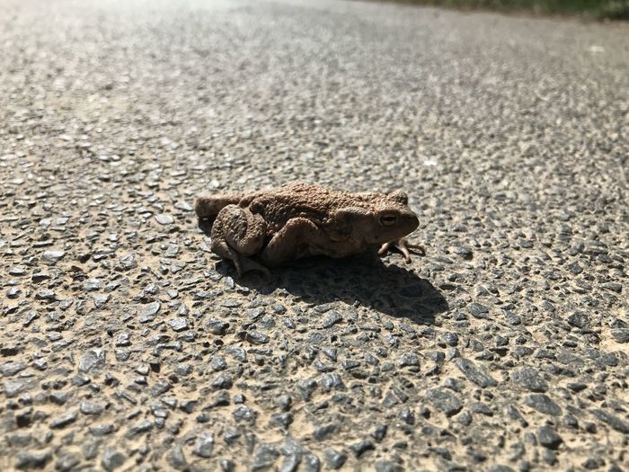 Close-up of lizard on the road