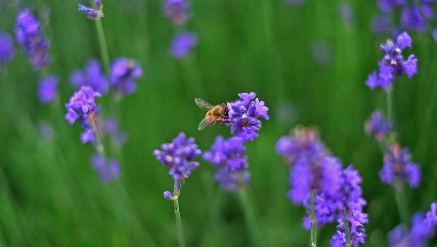 Close-up of bee pollinating on purple flowers