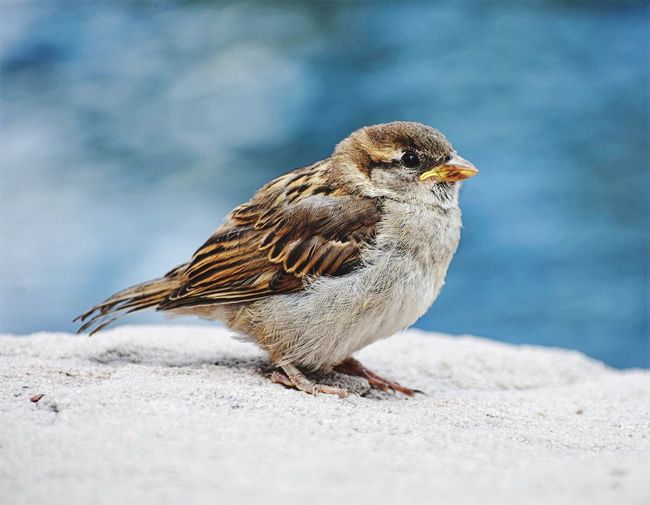 Close-up of sparrow perching outdoors