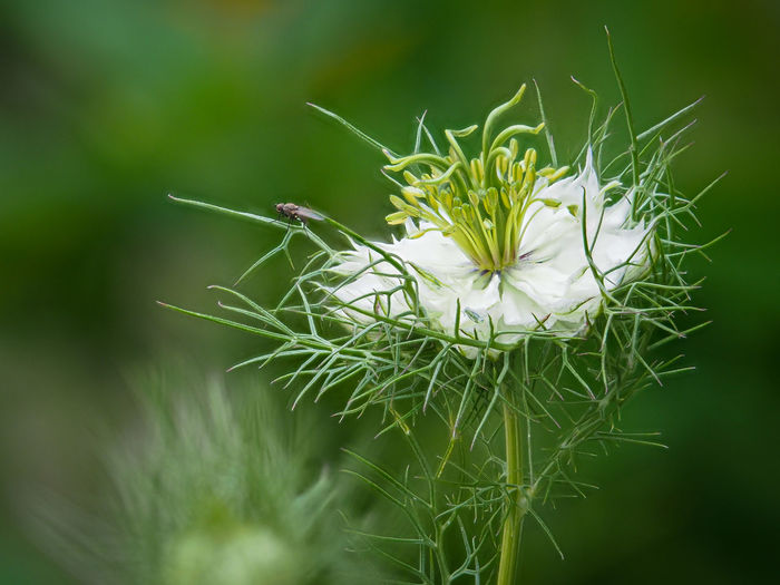 Close-up of white flowering plant nigella damascena