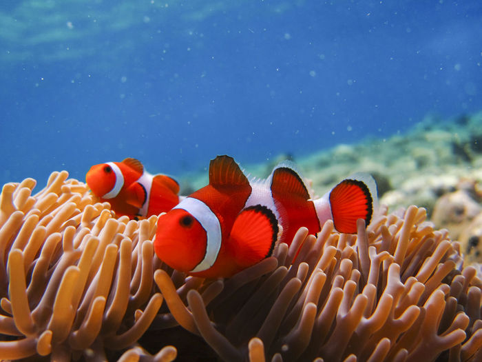 Fish swimming in sea