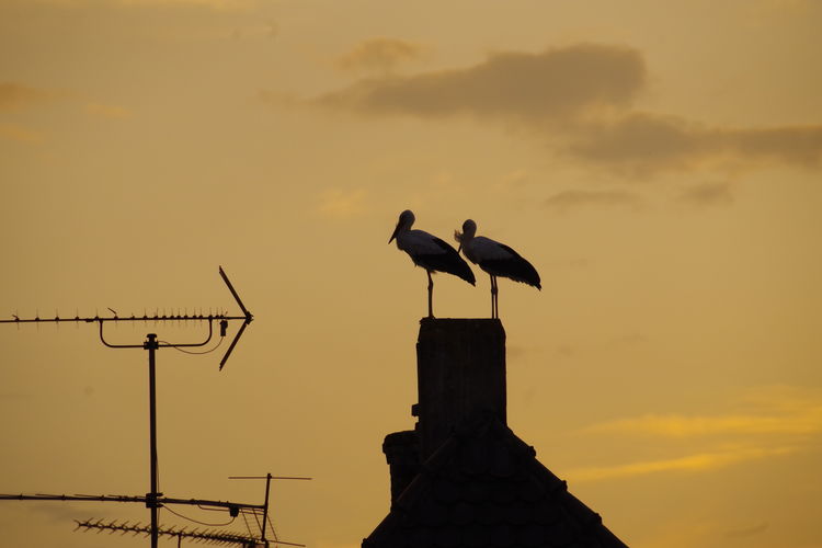 Low angle view of silhouette birds perching against sky during sunset