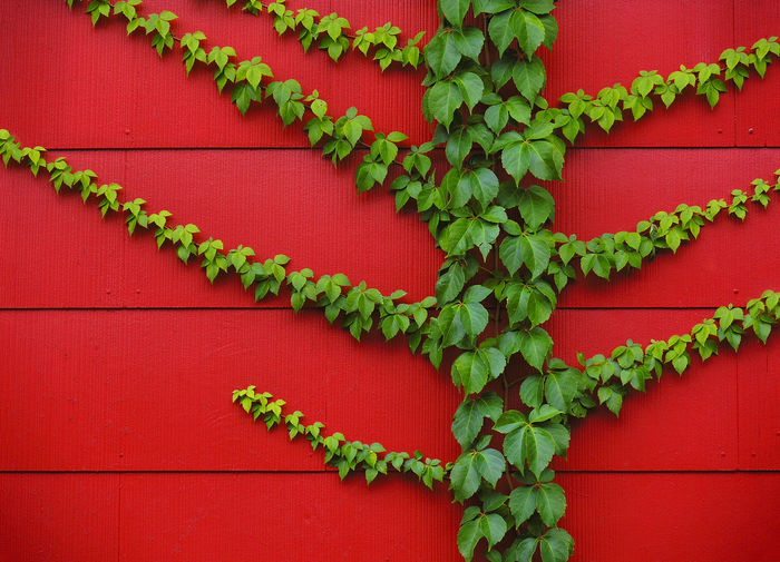 Directly above shot of ivy on wall
