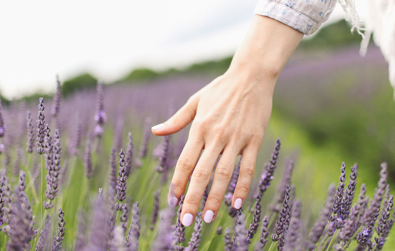 Cropped image of woman hand touching lavender on field