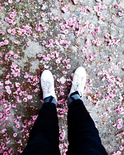 Low section of person standing on pink flowering plants