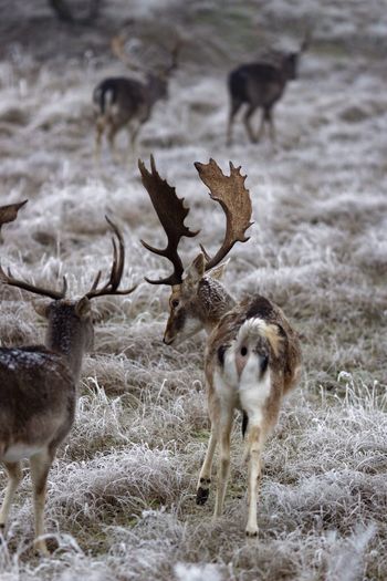 Stags on grassy field during winter