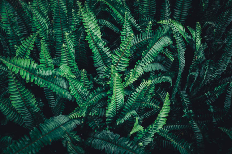 Full frame shot of fern in forest