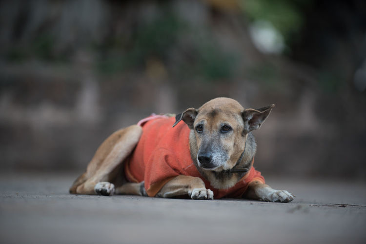 Portrait of dog relaxing outdoors