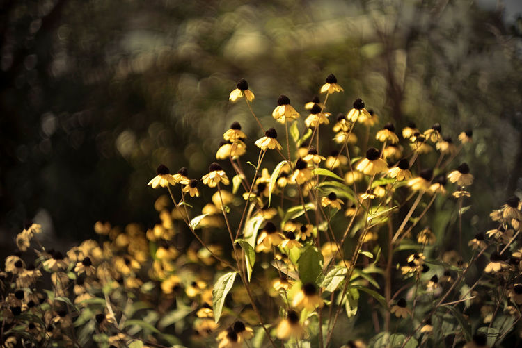 Close-up of yellow flowering plant on field