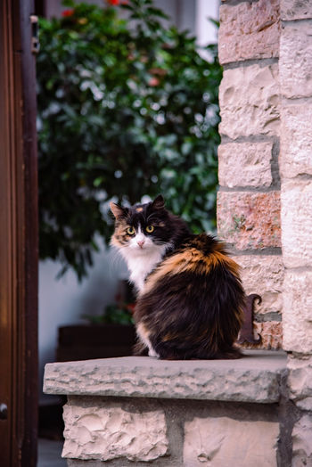 Cat looking away