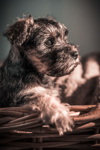 Close-up of dog