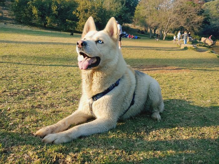 Dog relaxing on field