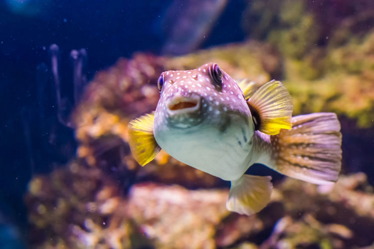 Close-up of fish swimming in sea